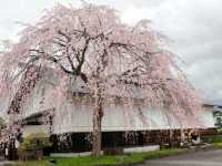 Kakunodate Sakura | Akita's "Little Kyoto" Samurai Blossoms