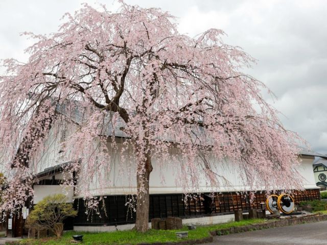 Kakunodate Sakura | Akita's "Little Kyoto" Samurai Blossoms
