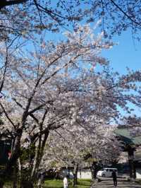 Tenjo-ji Temple Sakura | Kyoto's Hidden Weeping Cherry Gem