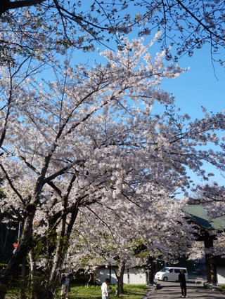 天上寺櫻花 | 京都隱世垂枝櫻寶藏
