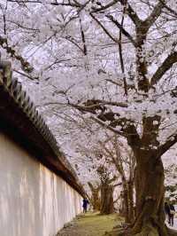 Kyoto’s Spring: A World of Cherry Blossoms 🌸🌞
