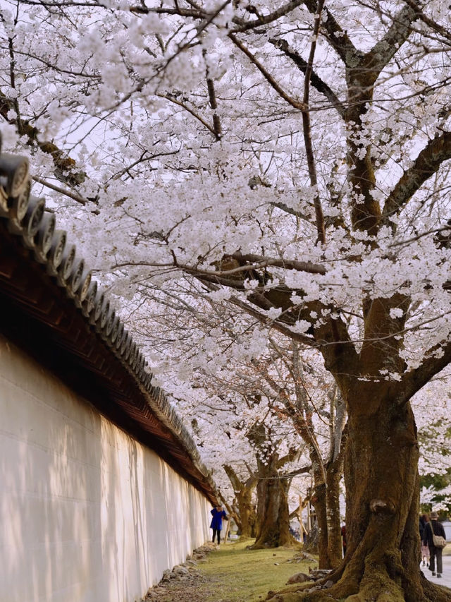 Kyoto’s Spring: A World of Cherry Blossoms 🌸🌞