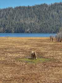 A Peaceful Escape into Nature: Discovering the Beauty of Potatso National Park (普达措国家公园)