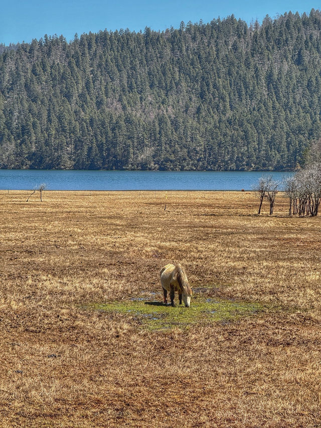 A Peaceful Escape into Nature: Discovering the Beauty of Potatso National Park (普达措国家公园)