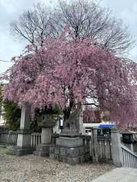 Morioka Castle Ruins Park Cherry Blossoms-Iwate's Pink Fortress
