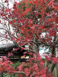 【京都🍁嵐山】一年中美しい庭園・天龍寺