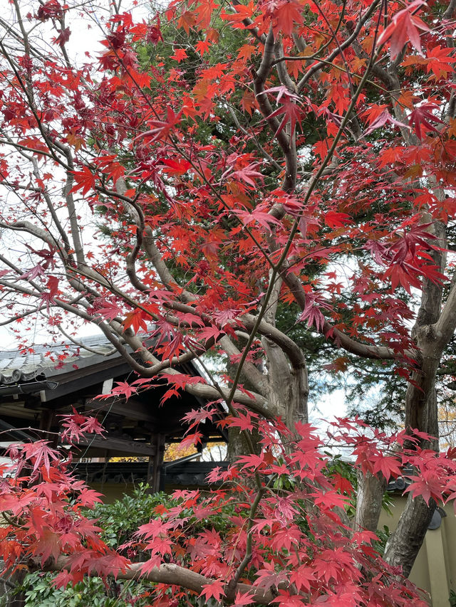 【京都🍁嵐山】一年中美しい庭園・天龍寺