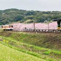 “Rails Through Petals: Discovering Cherry Blossoms Along the Matsuura Railway”
