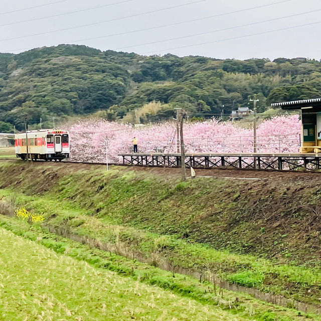 “Rails Through Petals: Discovering Cherry Blossoms Along the Matsuura Railway”