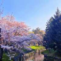 波拉梅公園·櫻花派對