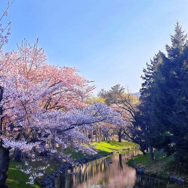 波拉梅公園·櫻花派對