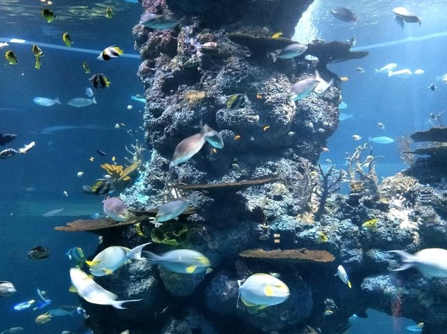 #新加坡S.E.A Aquarium-新加坡聖淘沙島