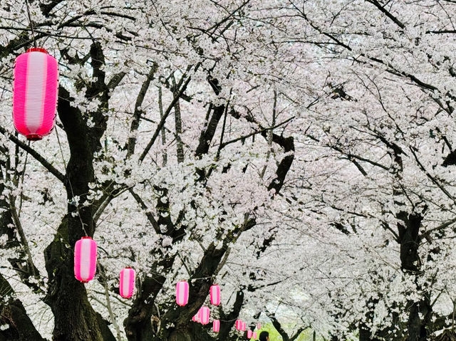 Kitakami Tenshochi: The Undisputed King of Cherry Blossoms in Tohoku