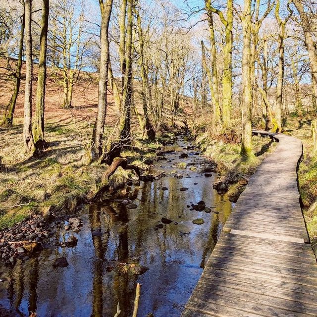 Grizedale Brook