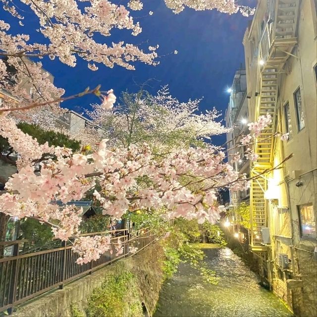Quiet Vibes and Sakura Stealing the Spotlight