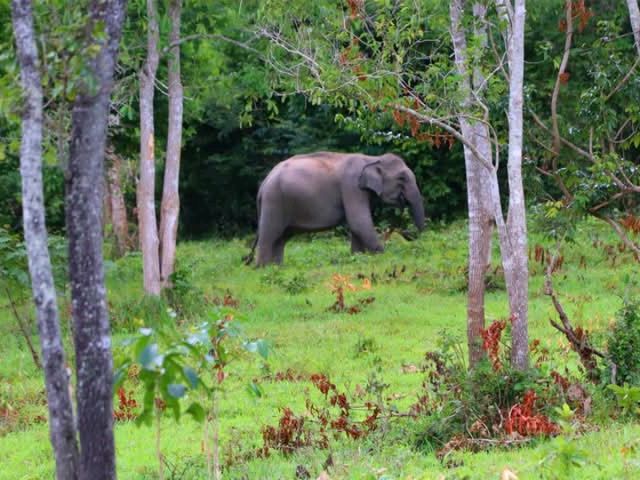 ซาฟารีกลางป่าไทยในอุทยานแห่งชาติกุยบุรี