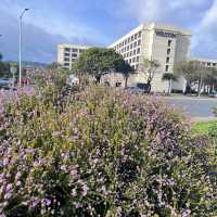 Something different to do in SFO Long Layover with Spectacular Aviation view & Bayfront Walk.