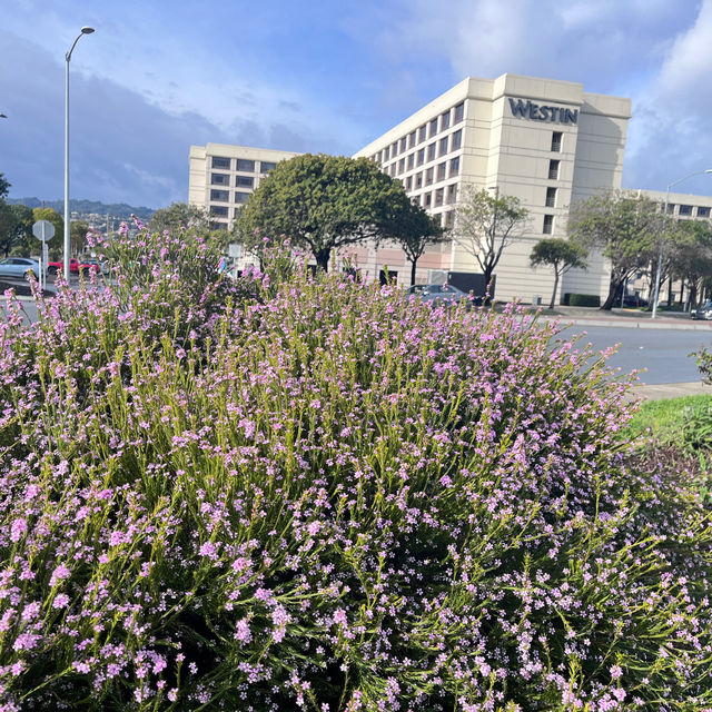 Something different to do in SFO Long Layover with Spectacular Aviation view & Bayfront Walk.