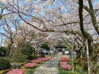 曹洞宗 五鋒山 松音寺，伊達家宗廟與春櫻的相互輝映