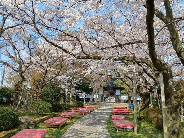 曹洞宗 五鋒山 松音寺，伊達家宗廟與春櫻的相互輝映