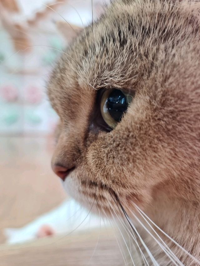 คาเฟ่แมว fafin cat cafe