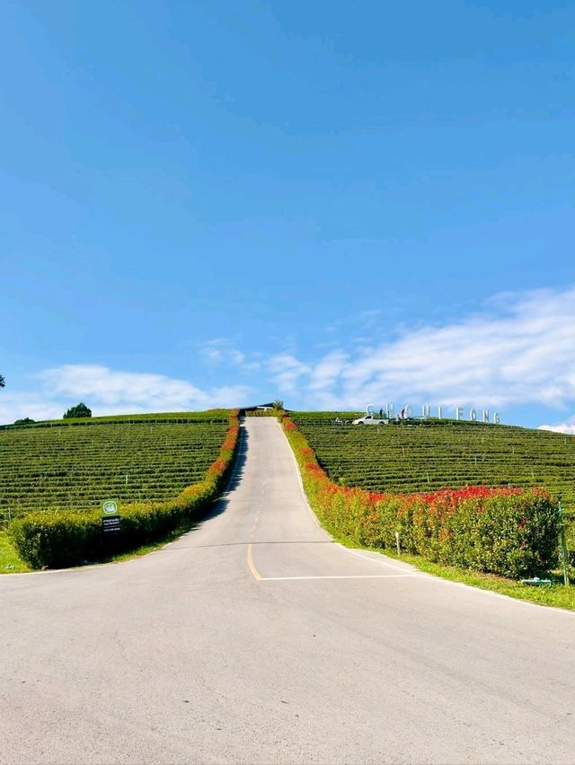 Sip & Savor the Scenery at Choui Fong Tea Plantation