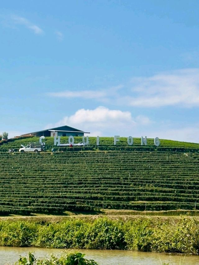 Sip & Savor the Scenery at Choui Fong Tea Plantation