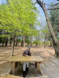 Going to Nami Island by Public Transport 😍