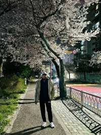 Ulsan in Bloom: A Coastal Cherry Blossom Escape
