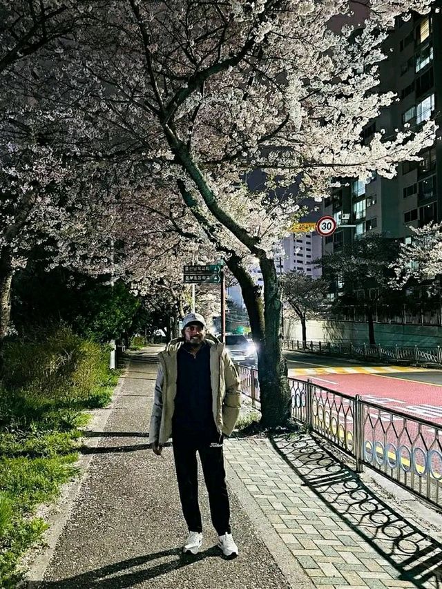 Ulsan in Bloom: A Coastal Cherry Blossom Escape