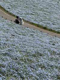 Nemophila Magic: Japan’s Blue Wonderland