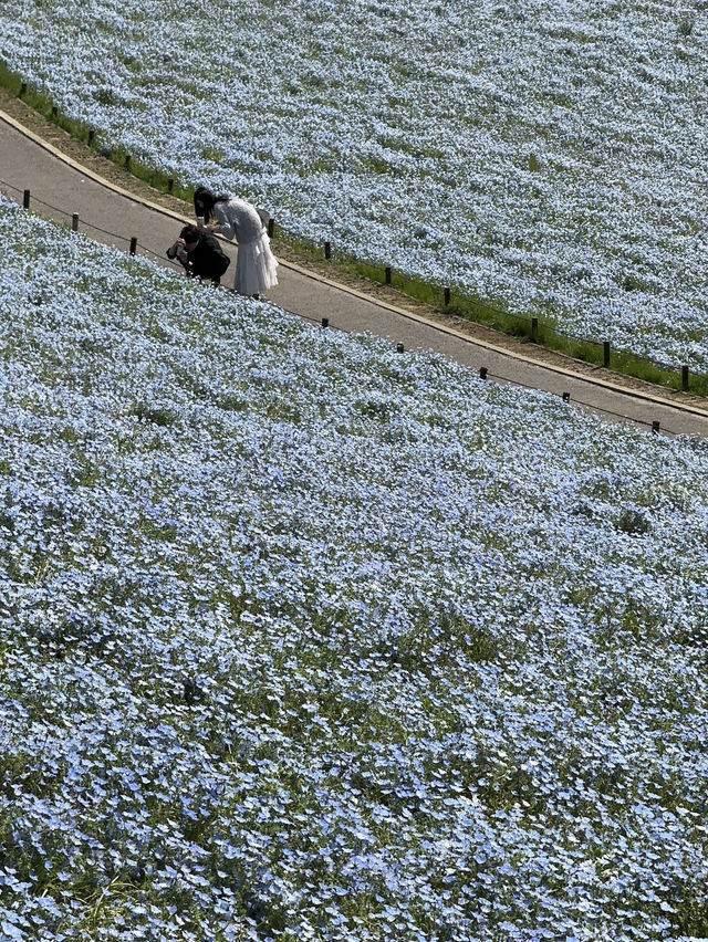 Nemophila Magic: Japan’s Blue Wonderland