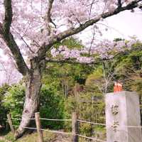 A Peaceful Stroll: Discovering Kyoto’s Philosopher’s Path