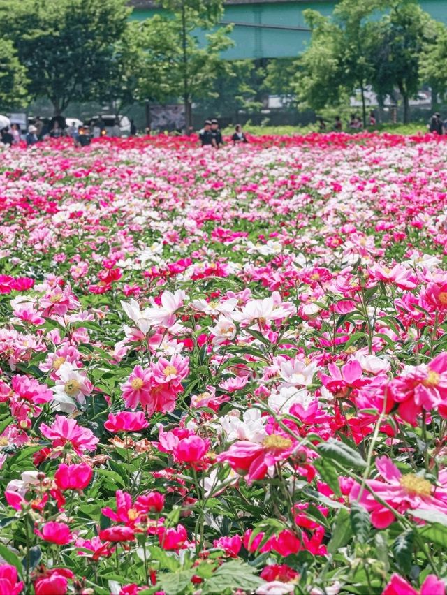 꽃바다 속 산책 - 합천 핫들생태공원 작약꽃밭