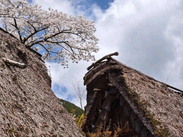 下呂合掌村賞櫻