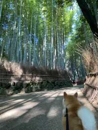 【日本🇯🇵京都】🐶と楽しむ京都