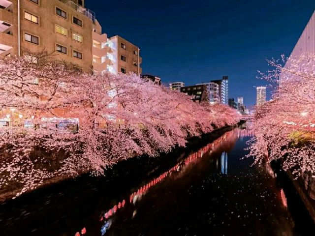 Meguro River – Tokyo’s Iconic Cherry Blossom Promenade