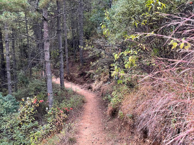 A Hike to Remember in Thimphu -Kuenselphodrang National Park