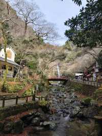 滿佈可愛達摩的勝尾寺