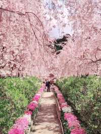 Pink Petal Paradise at Seibu Park, Tokushima