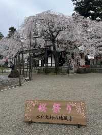 🌸【枝垂櫻與靜心古寺的邂逅】春日私藏景點：水戶大師六地藏寺一日小旅行