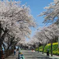 Blossom Overload