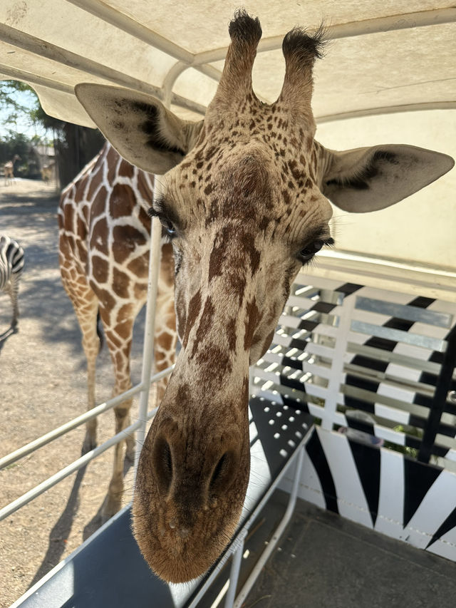 #曼谷 #北碧動物園 # 開心之旅 #帶住肥寶去旅行