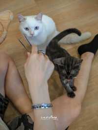 มาทะเล ก็แวะเติมแมวได้ ที่ Cat Sky Bar Cafe