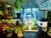 A Little Green Joy at Gurney Paragon Mall