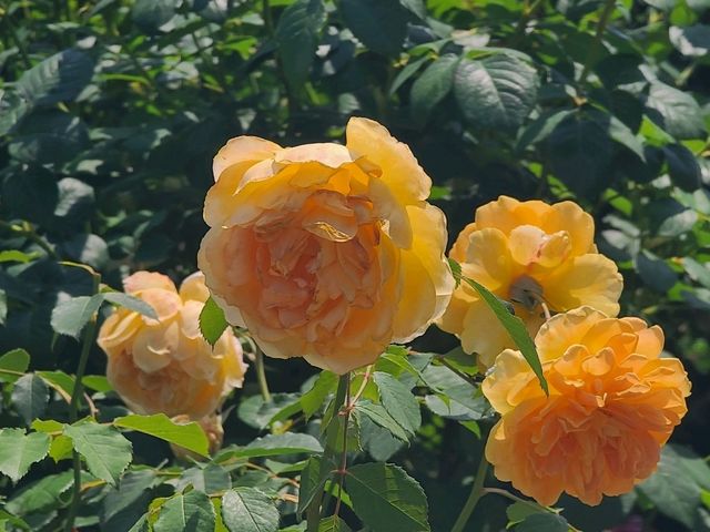 야마시타 공원(Yamashita Park) 요코하마 장미축제 야외데이트