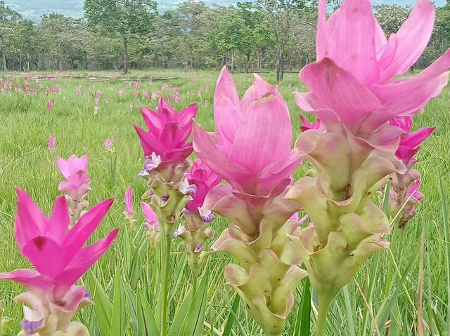 ドーク・カジャイオの花畑で、自然の美しさに包まれて。🌸✨ #อุทยานแห่งชาติไทรทอง #ドークカジャイ
