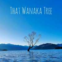 That Wanaka Tree