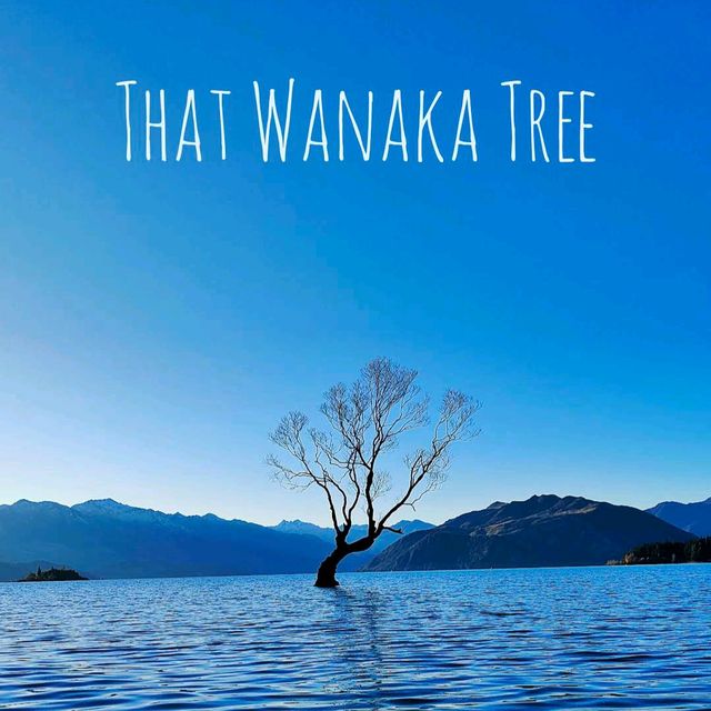 That Wanaka Tree