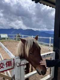 🌿台中清境農場｜台版紐西蘭🐑⛰️